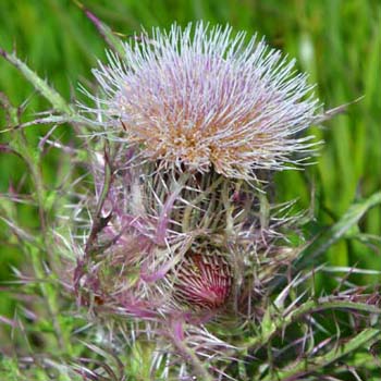 yellow thistle