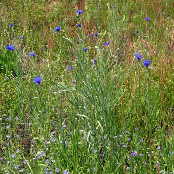 cornflower