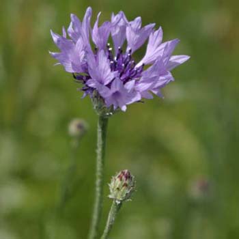 cornflower
