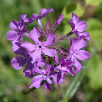 blue phlox