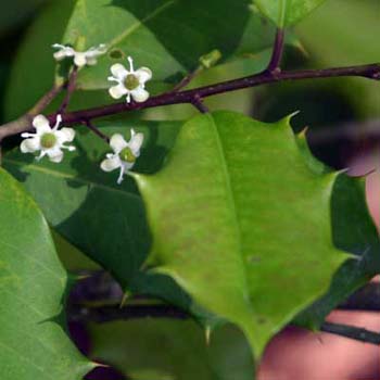 American holly