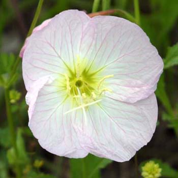 show evening primrose