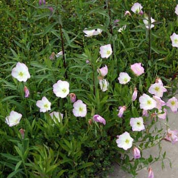 showy evening primrose