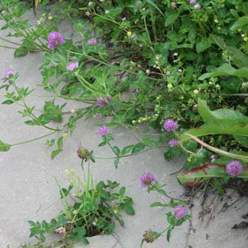 red clover