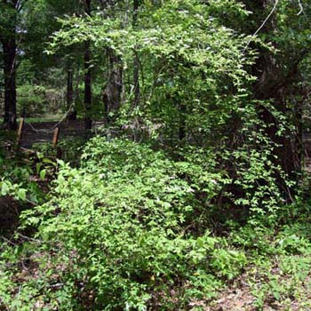 common privet
