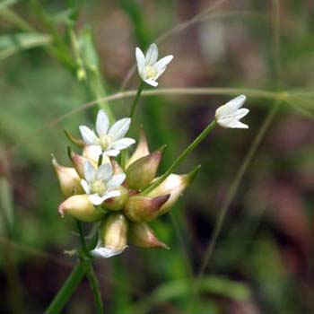 wild onion