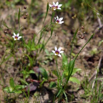 blue-eyed grass