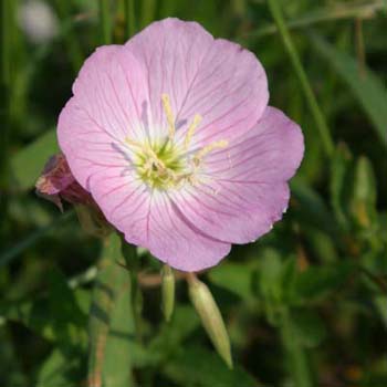 showy evening primrose