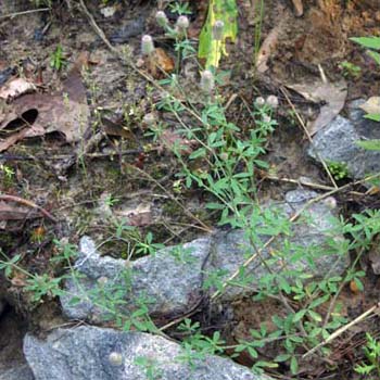 rabbit's-foot clover