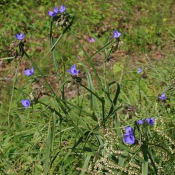 spiderwort