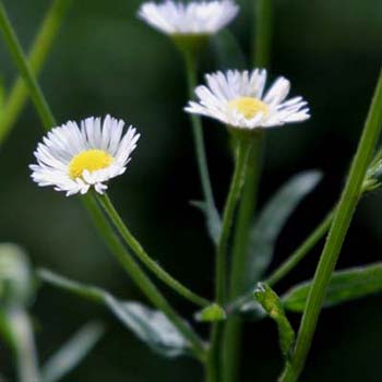 white heath aster
