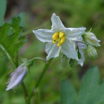 bull nettle