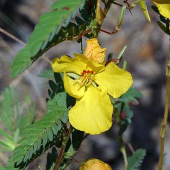 partridge pea