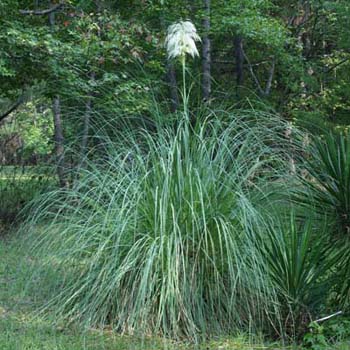 Pampas Grass
