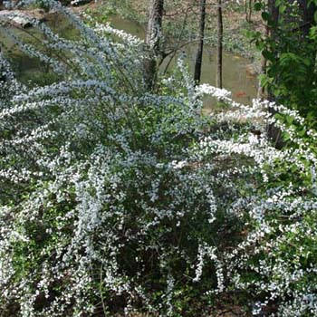 bridal wreath