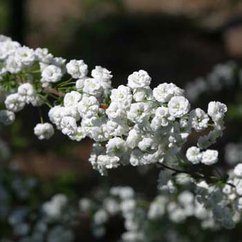 bridal wreath