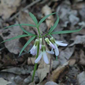 toothwort