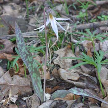 trout lily