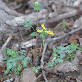 corydalis