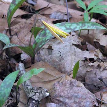 trout lily