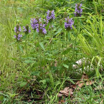self-heal