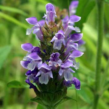 self-heal