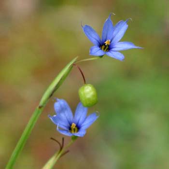 blue-eyed grass
