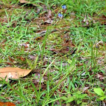 blue-eyed grass