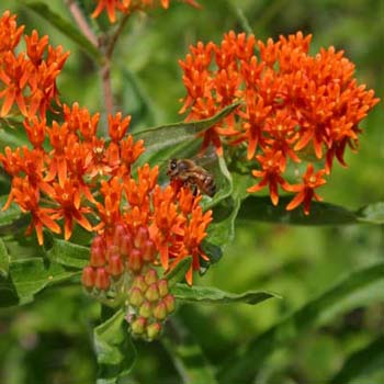 butterfly weed