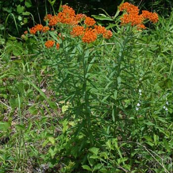 butterfly weed