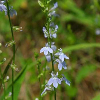 lobelia