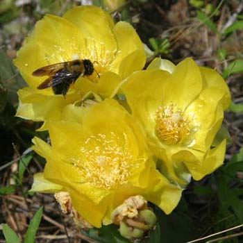 prickly pear