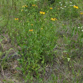 black eyed Susan