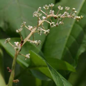 pokeweed
