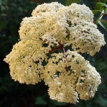 elderberry