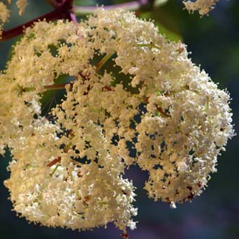 elderberry