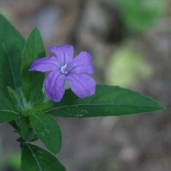 hairy petunia