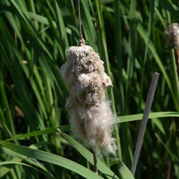 cattail seeds