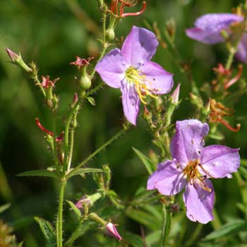 Maryland meadow beauty