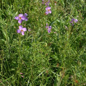 Maryland meadow beauty