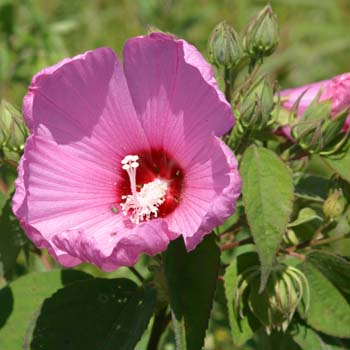 rose mallow