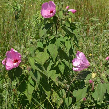 rose mallow