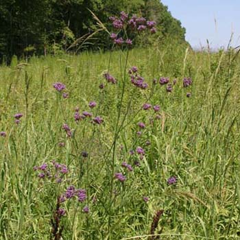 Brazilian vervain?