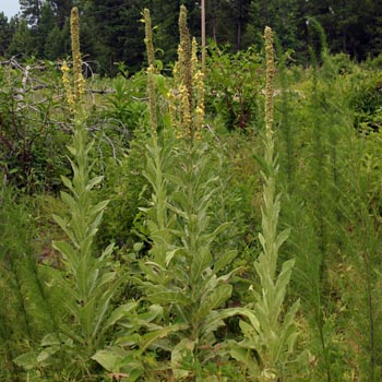 wooly mullein