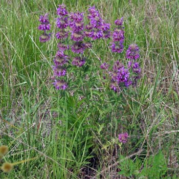 horsemint