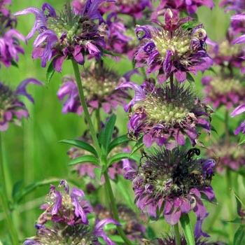 horsemint