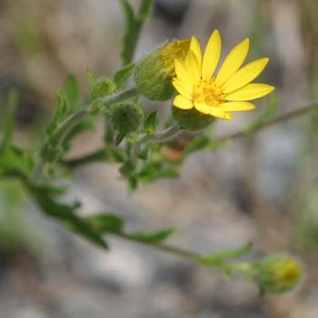 camphorweed