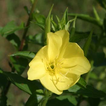 evening primrose