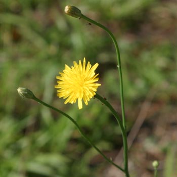 potato dandelion