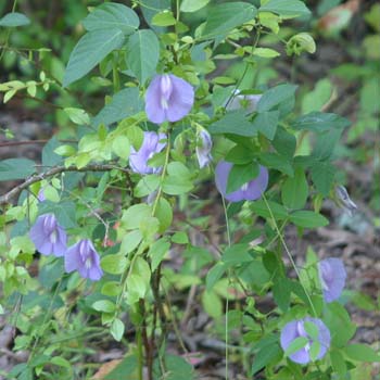 butterfly pea